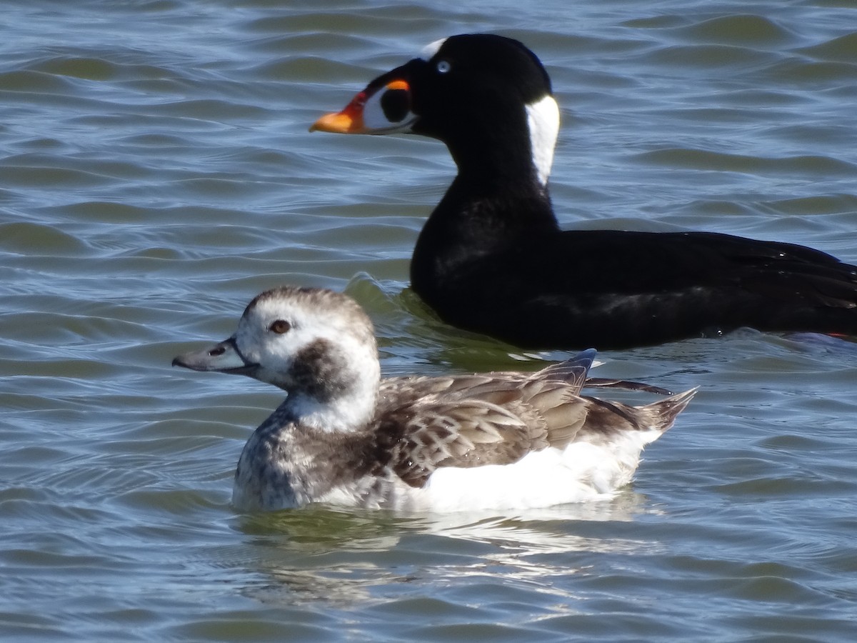 Long-tailed Duck - ML552809651