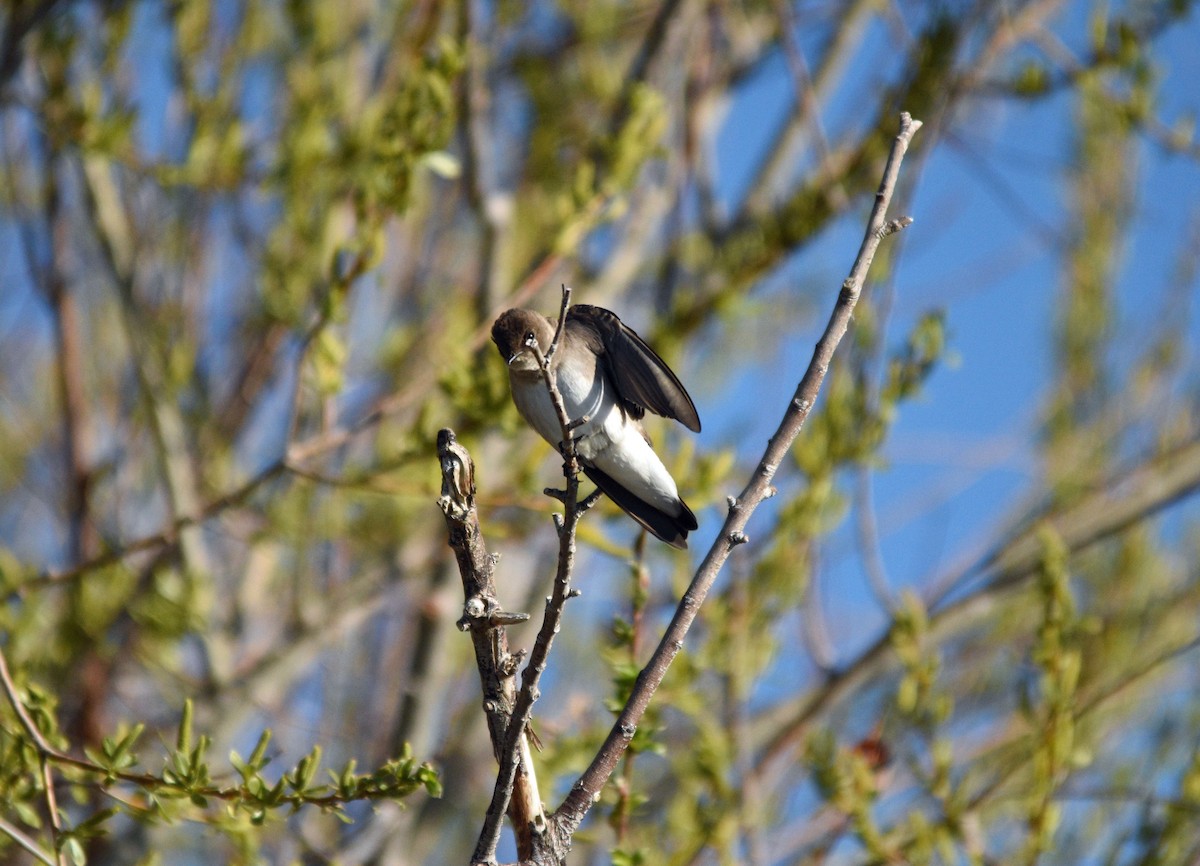 Northern Rough-winged Swallow - ML552809681