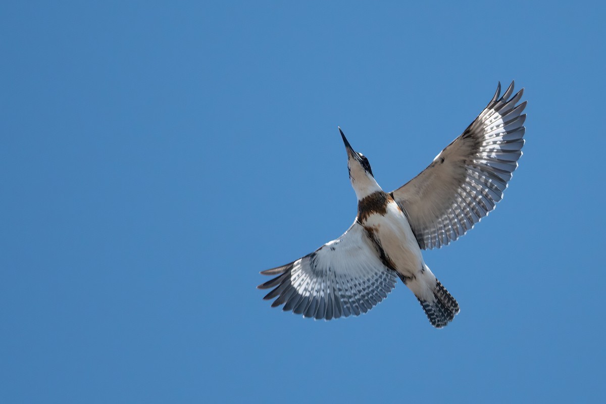 Belted Kingfisher - ML552809731