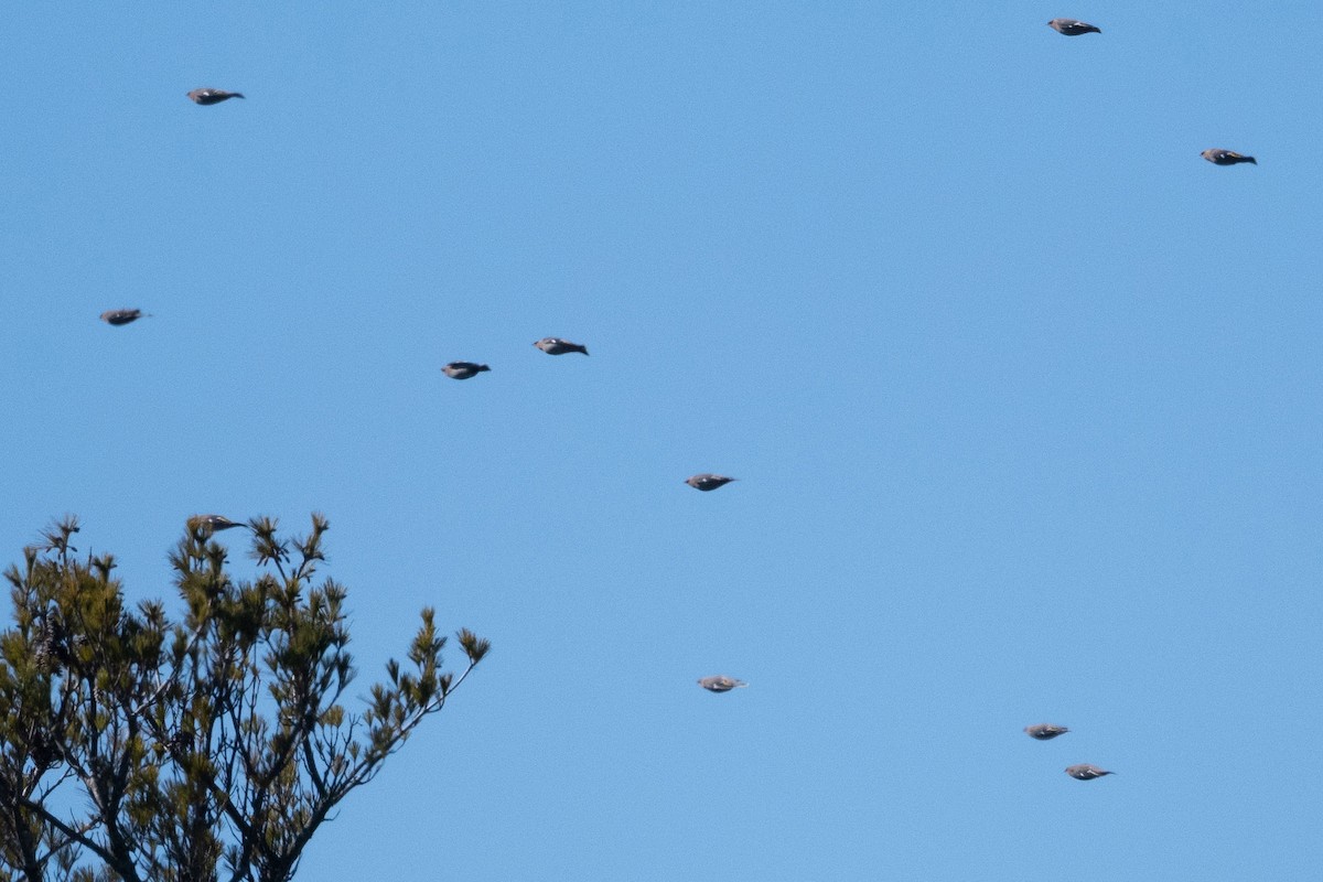 Bohemian Waxwing - ML552810021