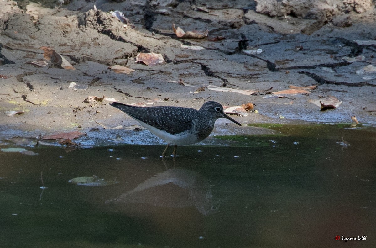 Solitary Sandpiper - ML55281101