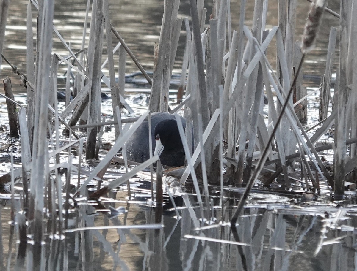 American Coot - ML552811251