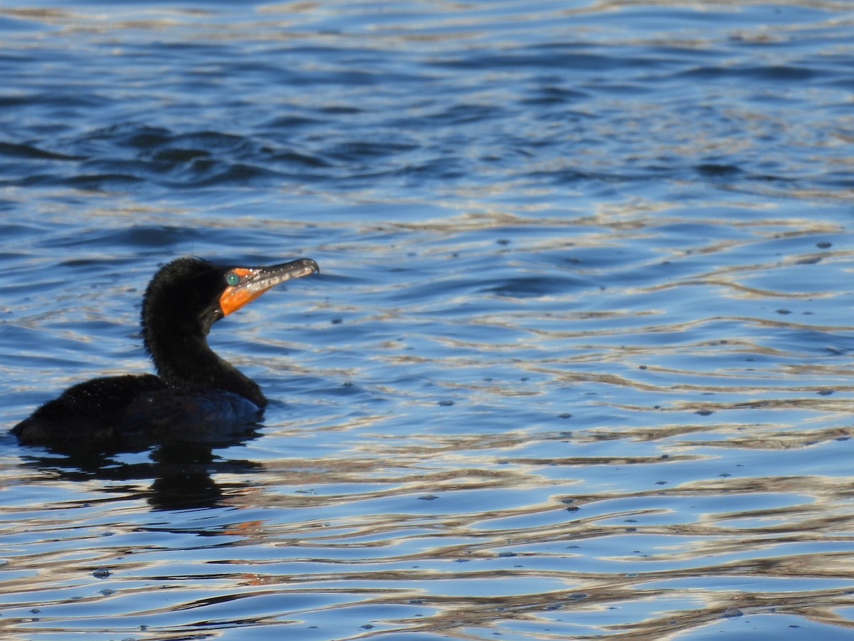 Double-crested Cormorant - ML552812451