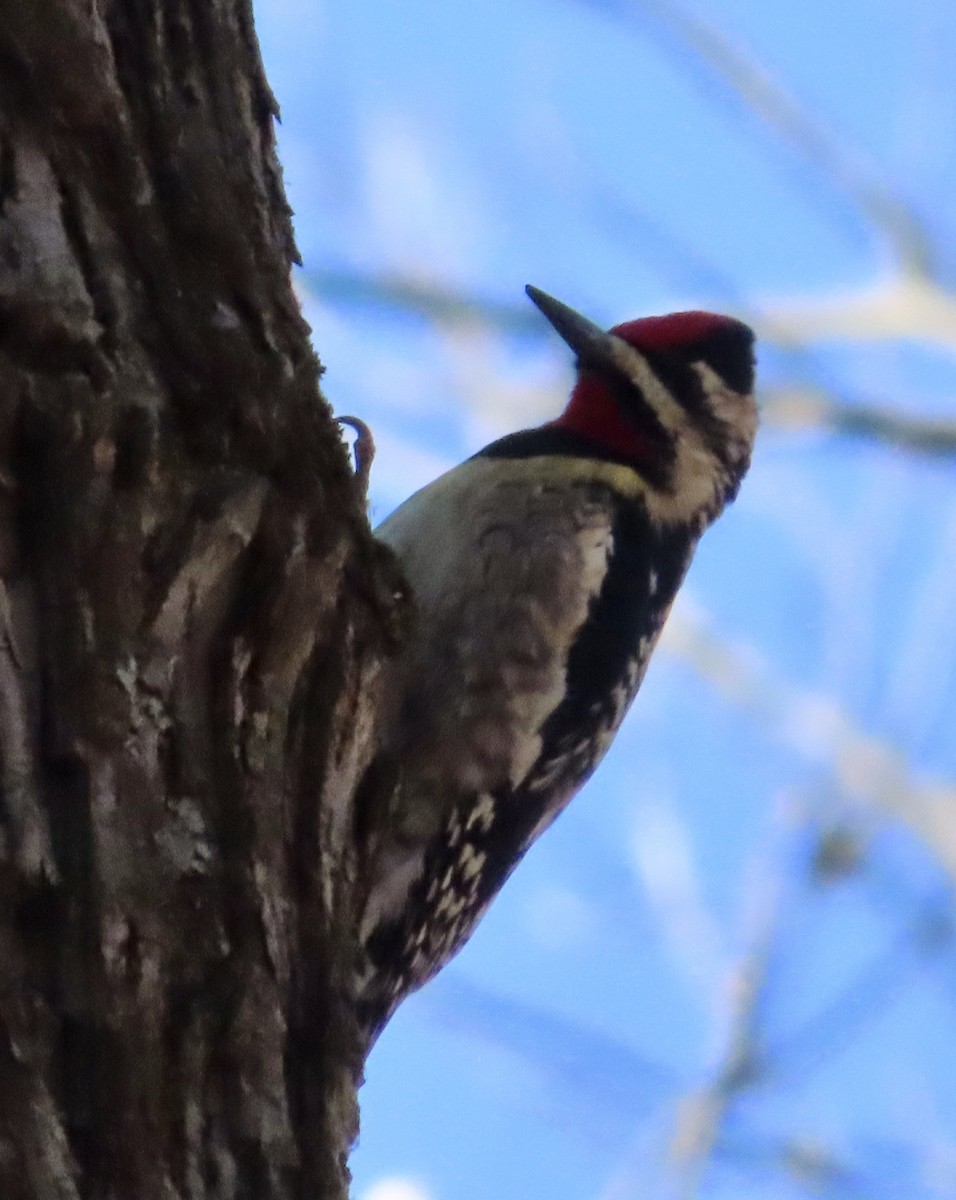 Yellow-bellied Sapsucker - ML552812581