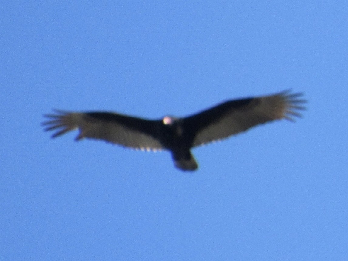 Turkey Vulture - ML552813021