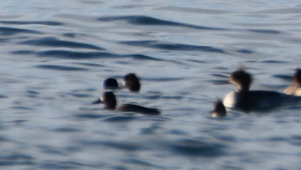 Greater Scaup - ML552813451