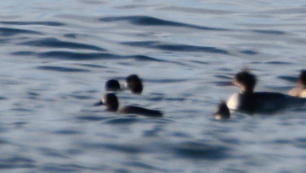 Greater Scaup - Jacki Gerber