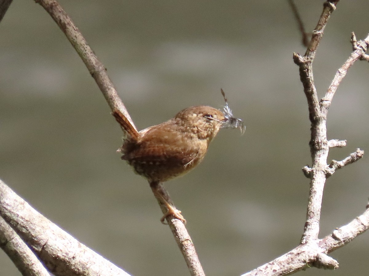 Pacific Wren - ML552815821