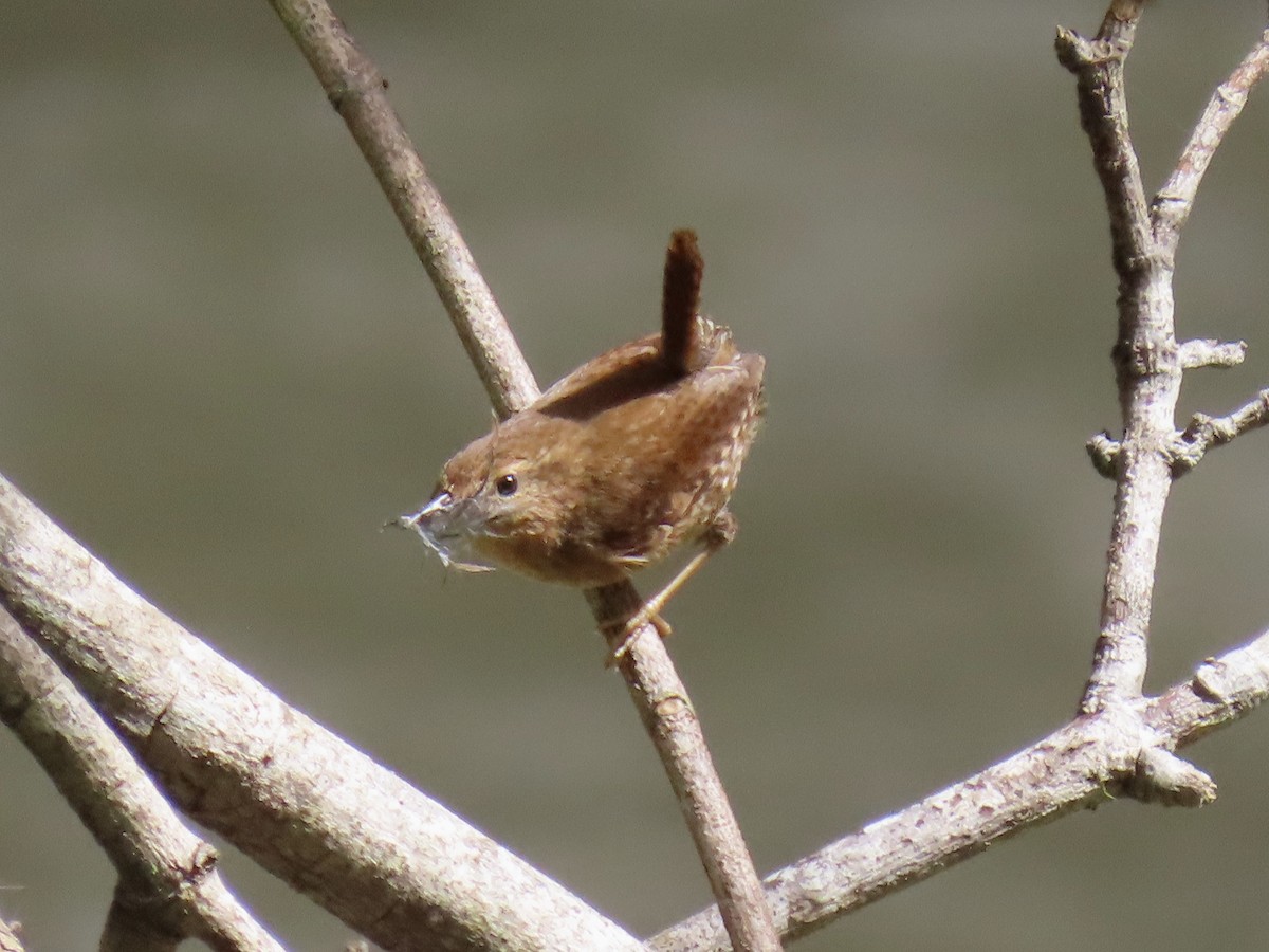 Pacific Wren - ML552815831