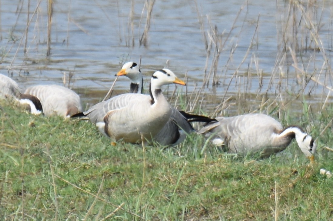 Bar-headed Goose - Miles Tomlinson