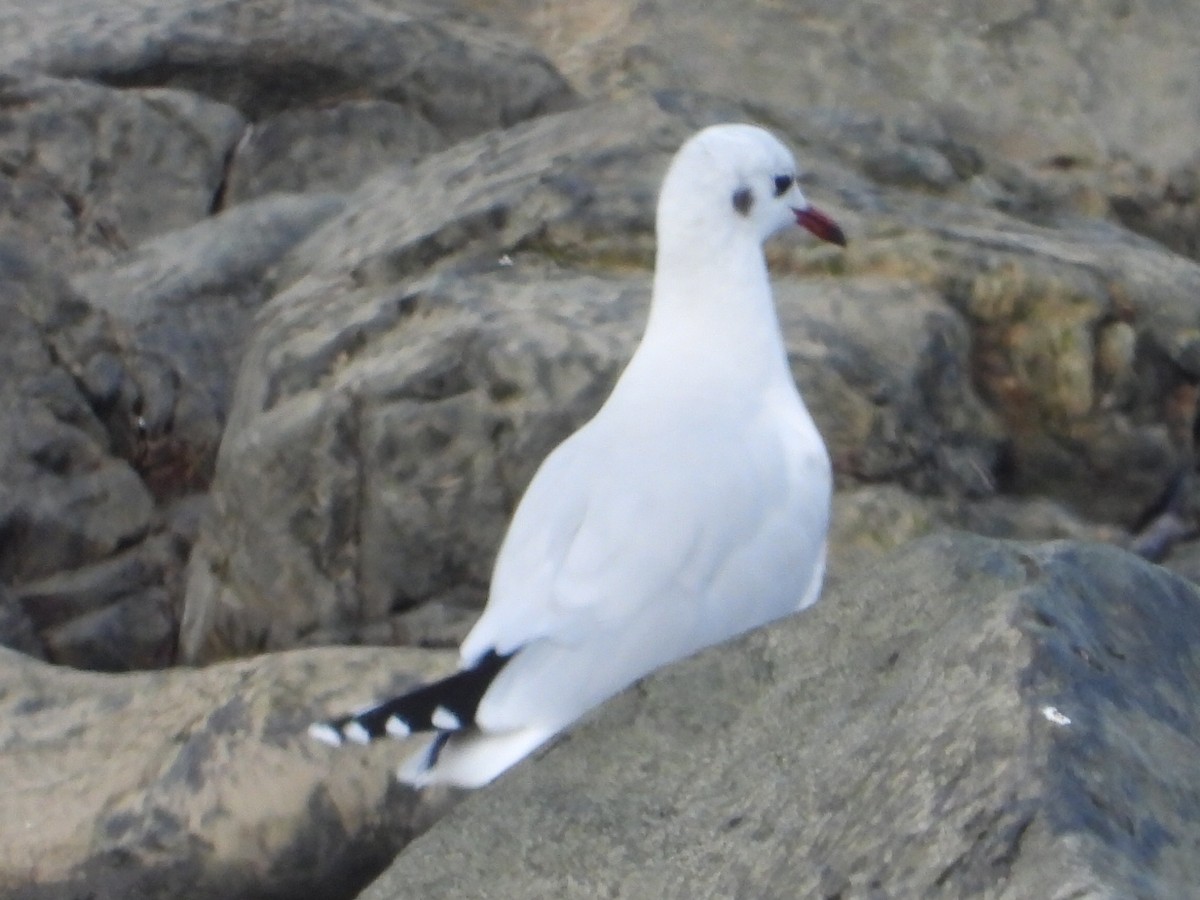 Brown-hooded Gull - Gabriel Arnábal