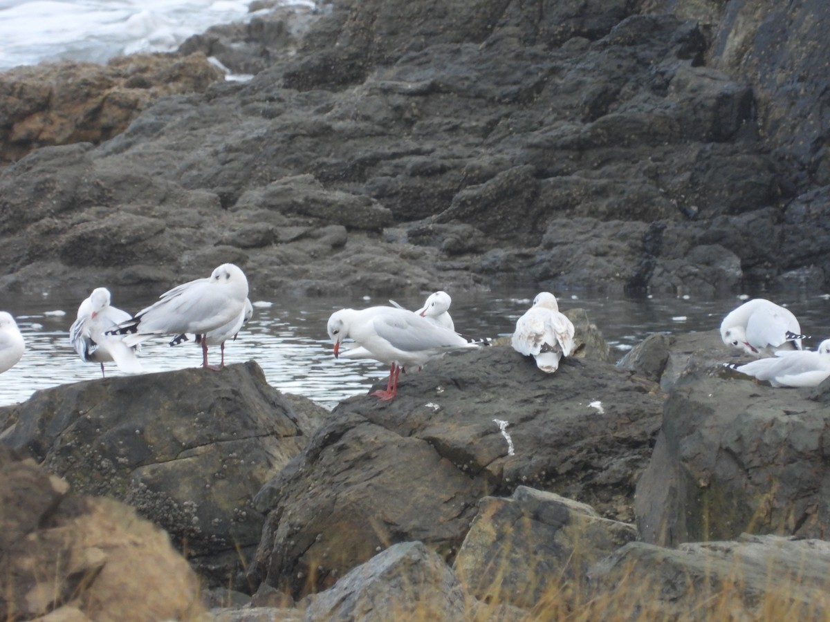 Brown-hooded Gull - Gabriel Arnábal