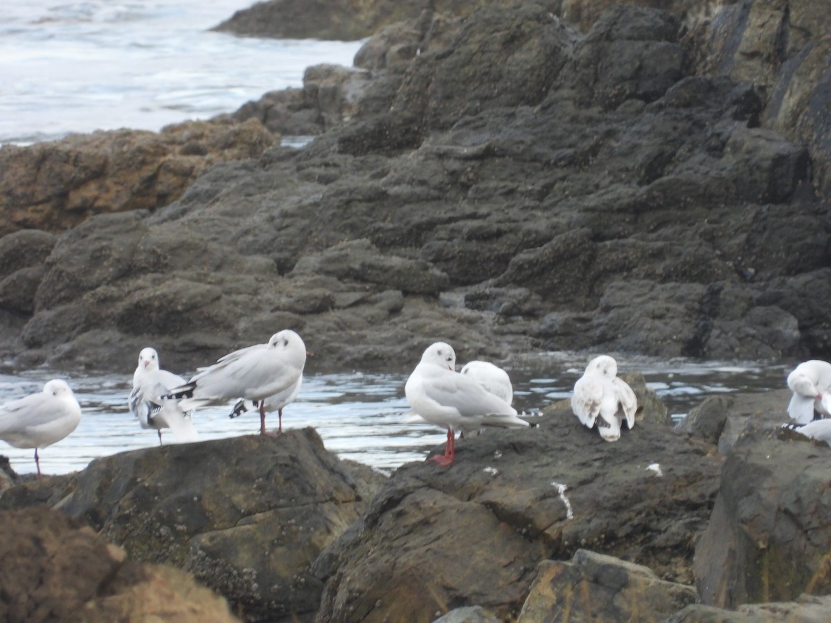 Brown-hooded Gull - Gabriel Arnábal