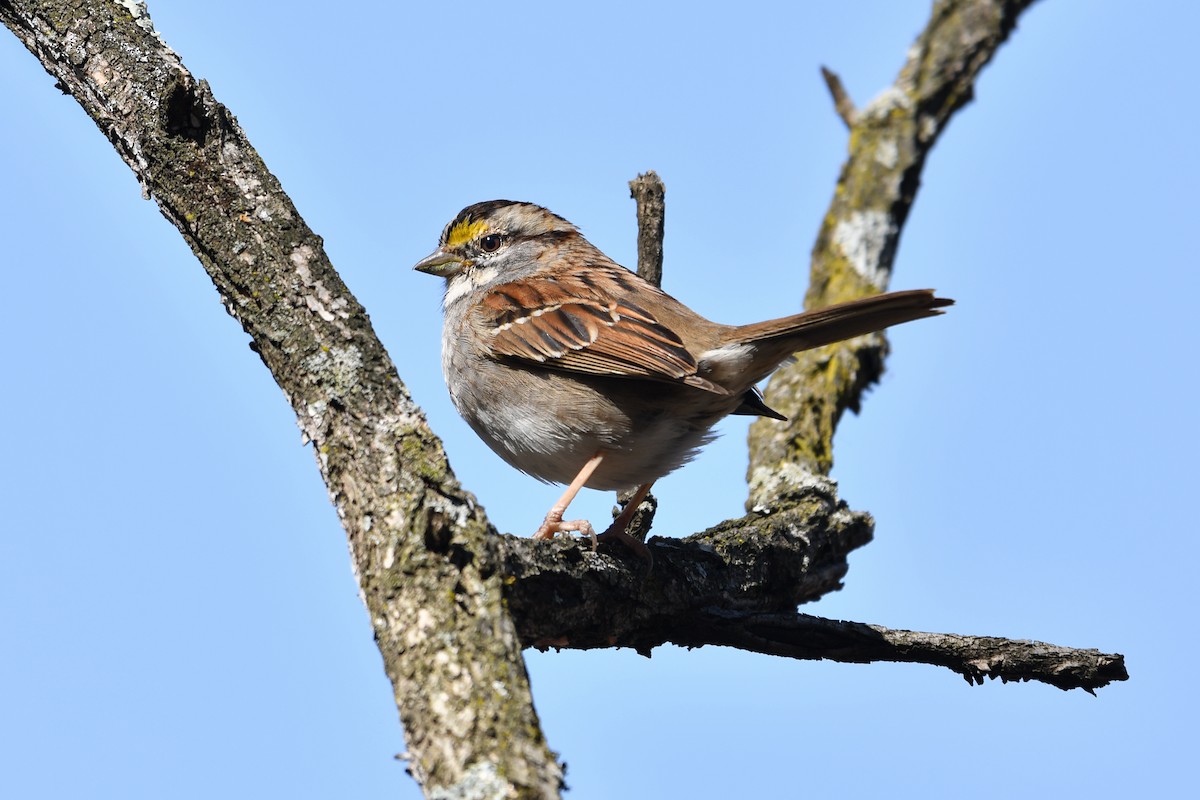 White-throated Sparrow - Mary Fredenburgh