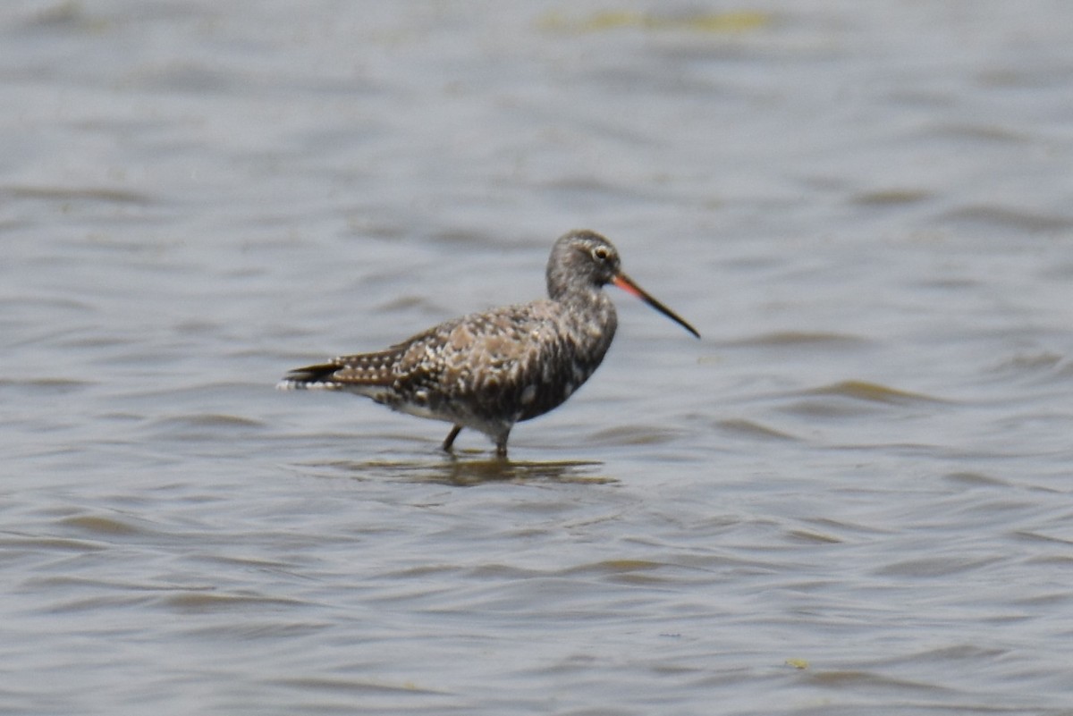 Spotted Redshank - ML552817621