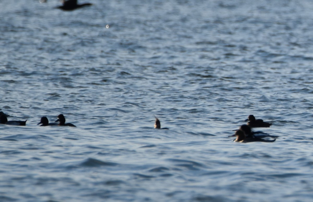 Greater Scaup - ML552818151