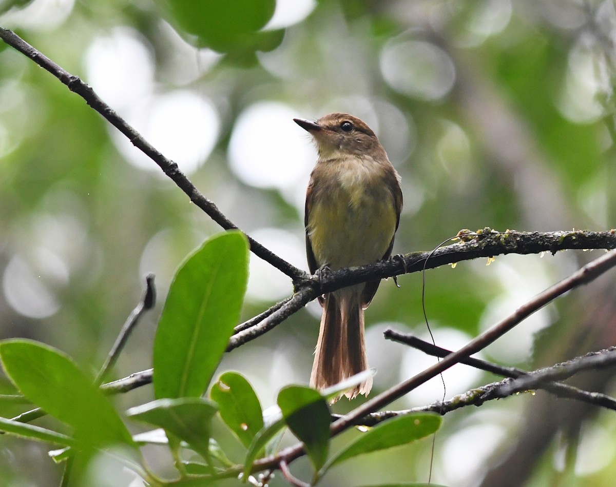 Fuscous Flycatcher (Fuscous) - ML552818591