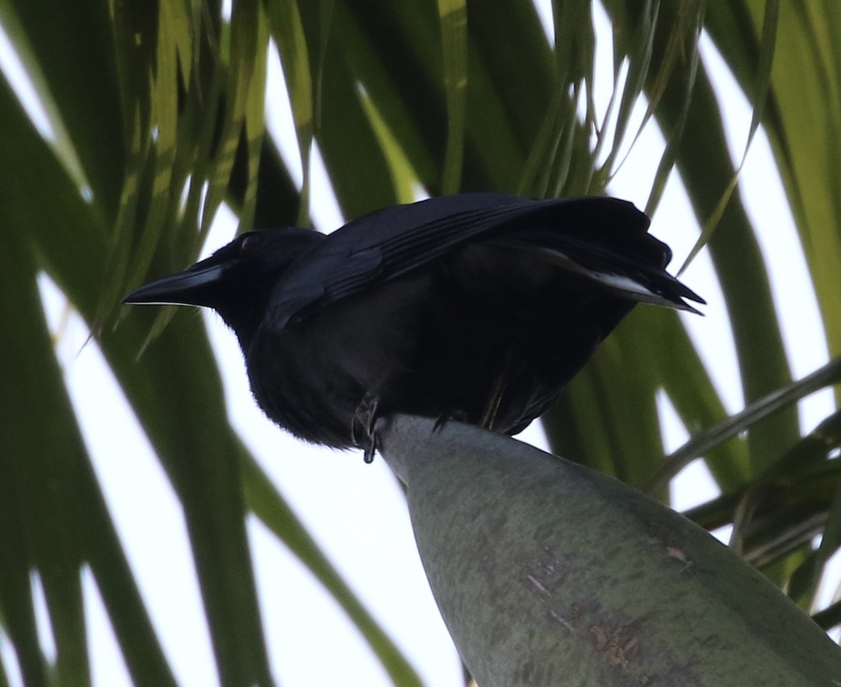 Jamaican Crow - ML552819491