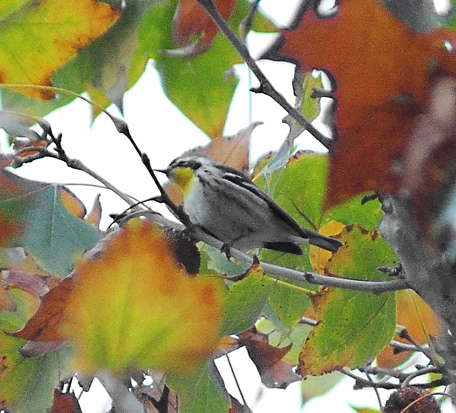 Yellow-throated Warbler - ML55282011