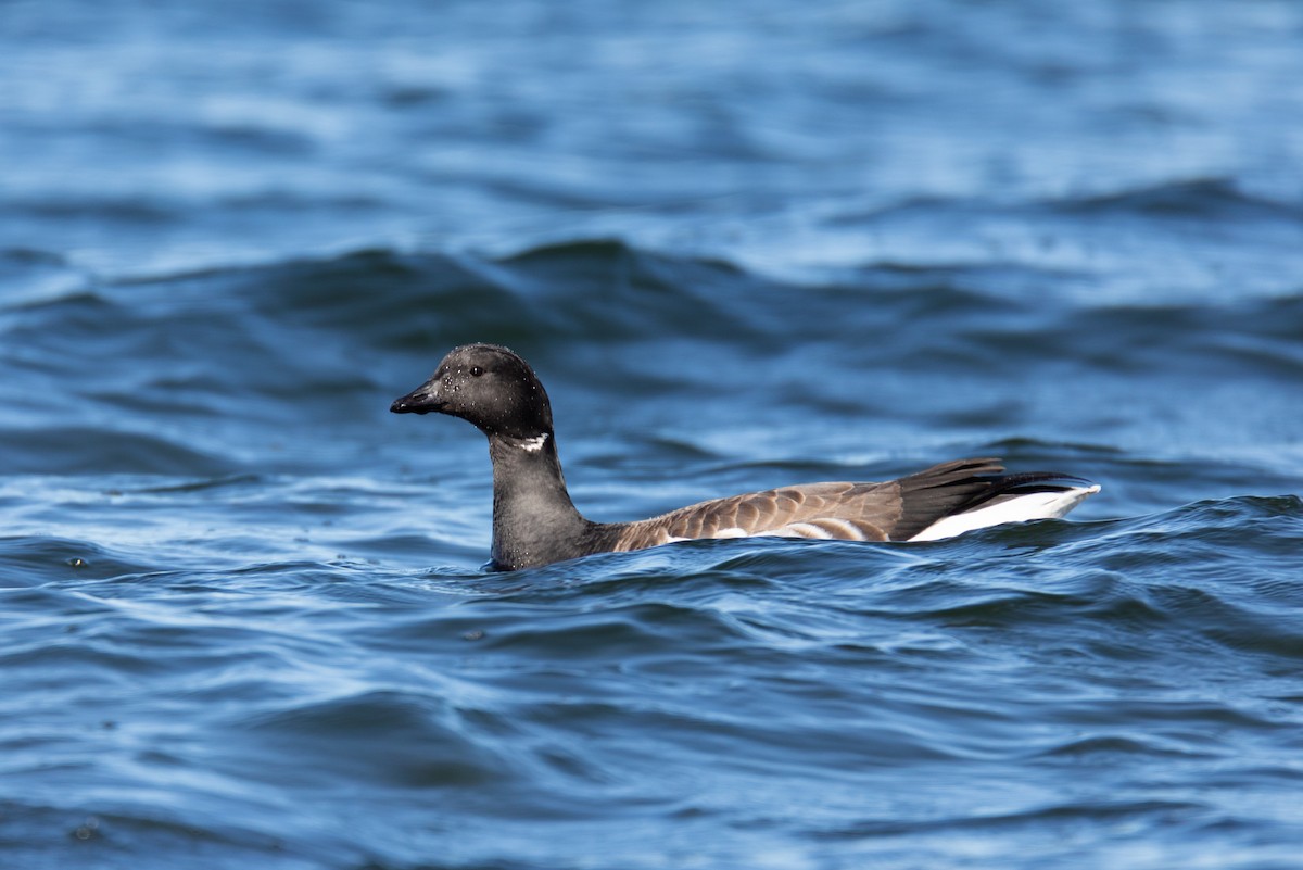 berneška tmavá (ssp. hrota) - ML552820331