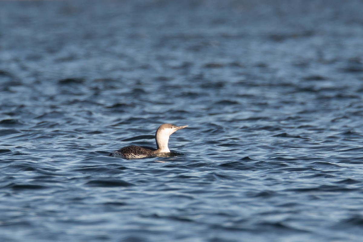 Red-throated Loon - David Mozzoni