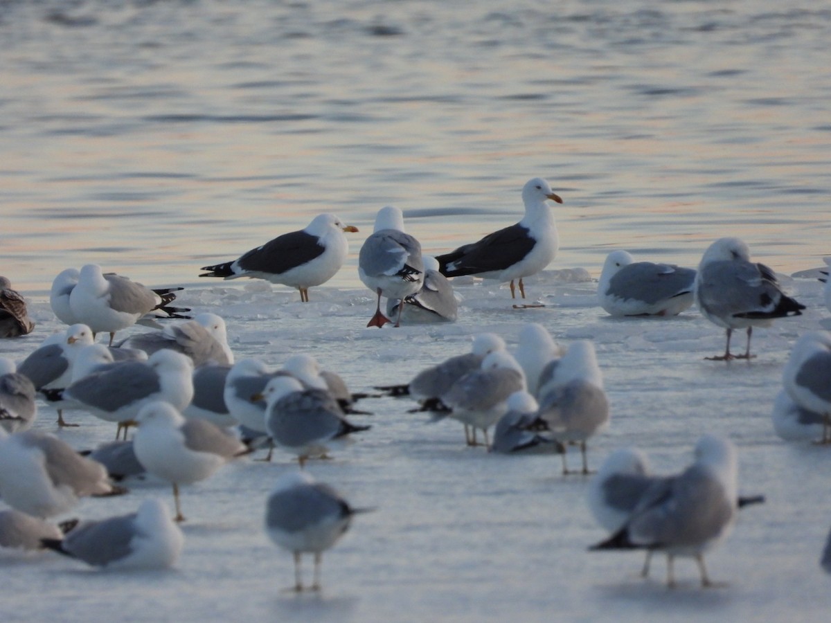 Lesser Black-backed Gull - ML552821471