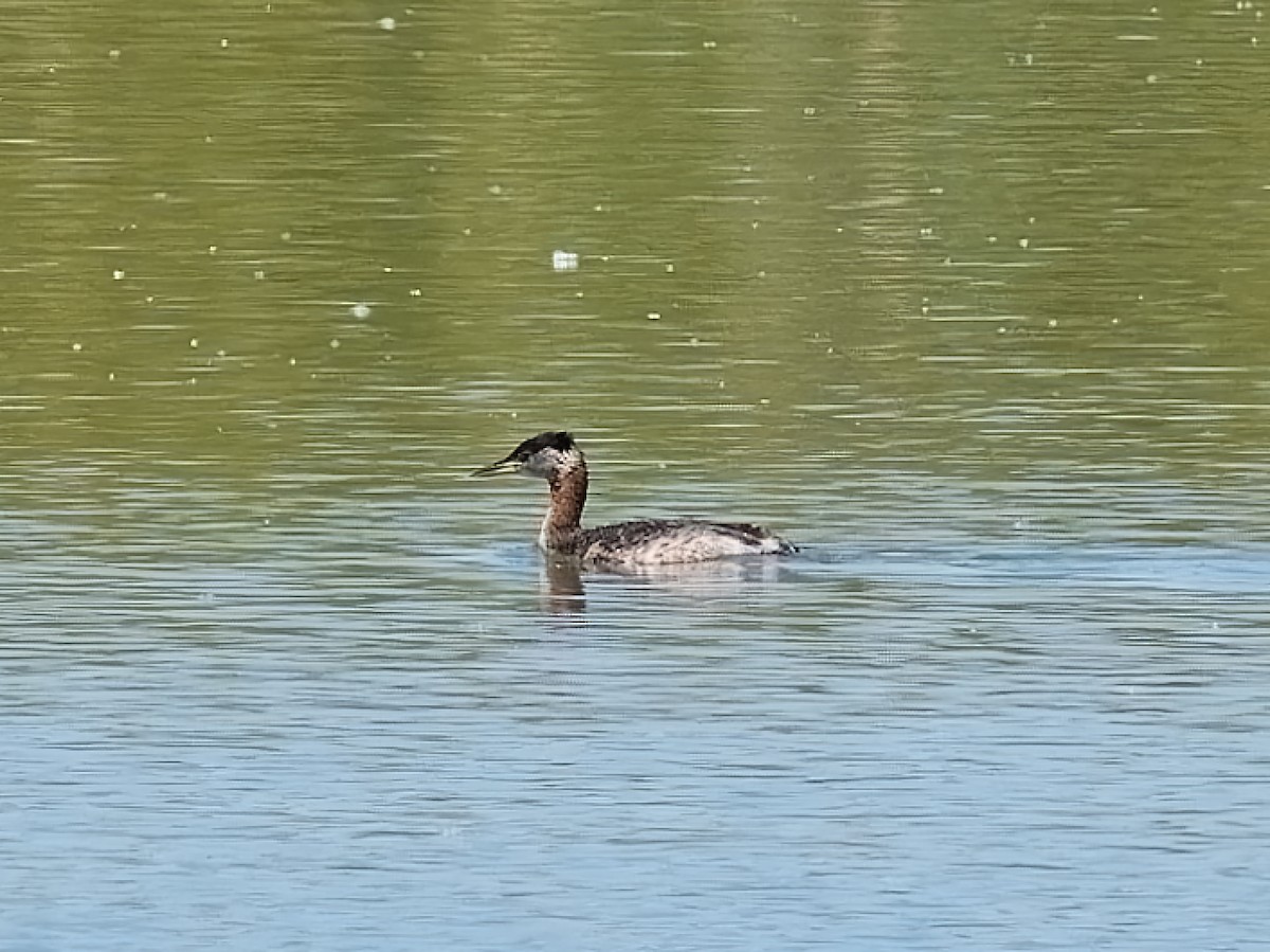 Red-necked Grebe - ML552825281