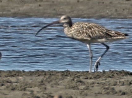 Far Eastern Curlew - ML552827251