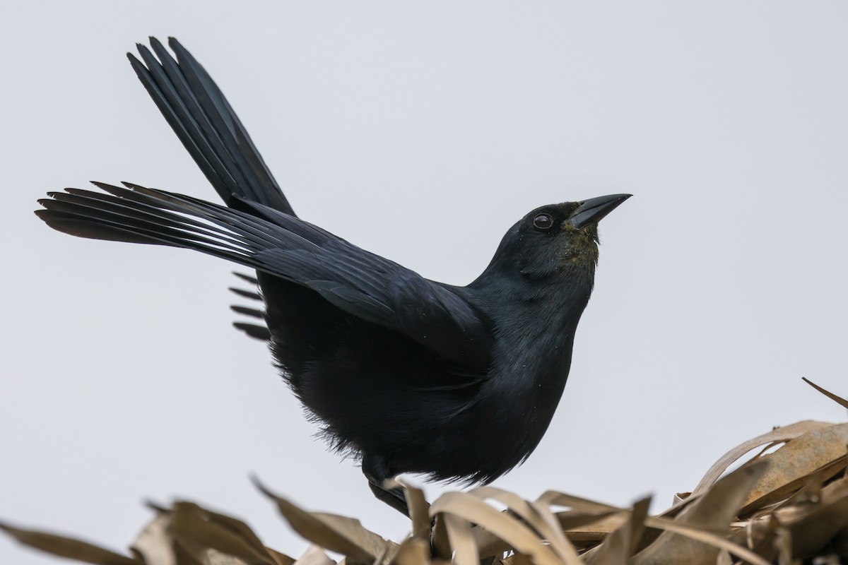 Cuban Blackbird - Ian Burgess