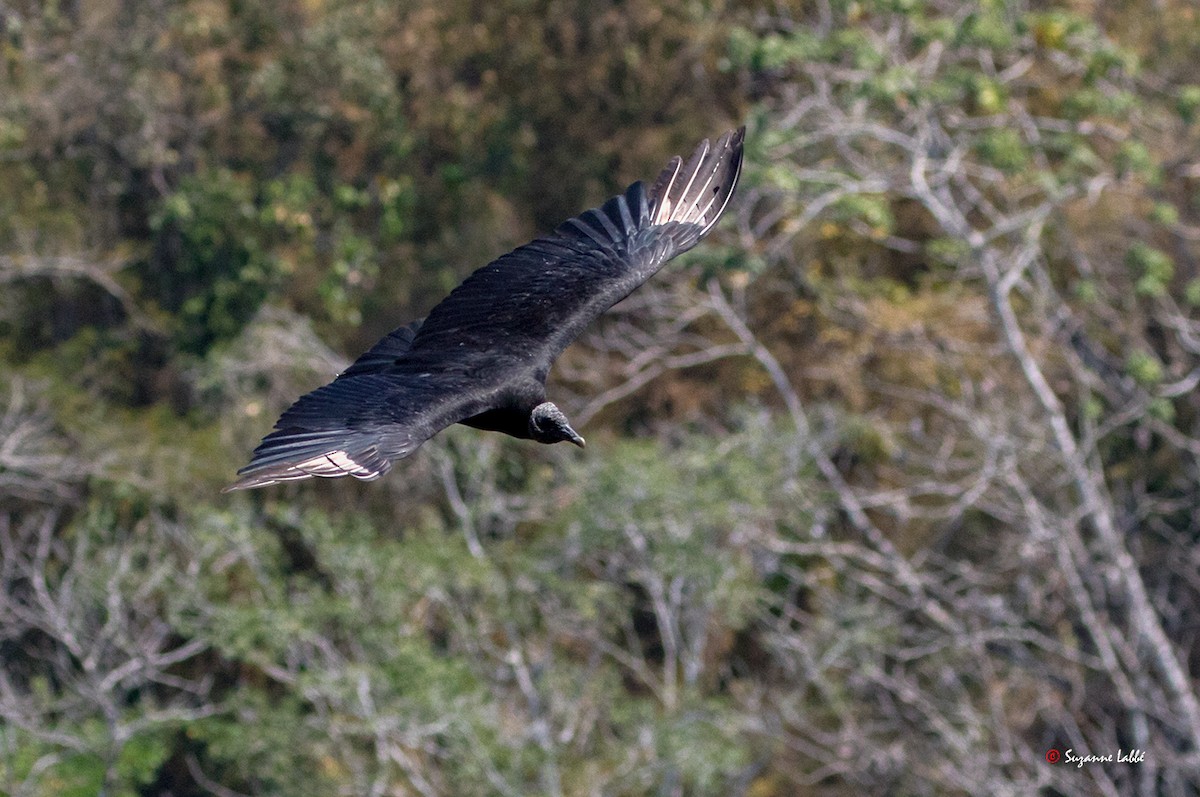 Black Vulture - Suzanne Labbé