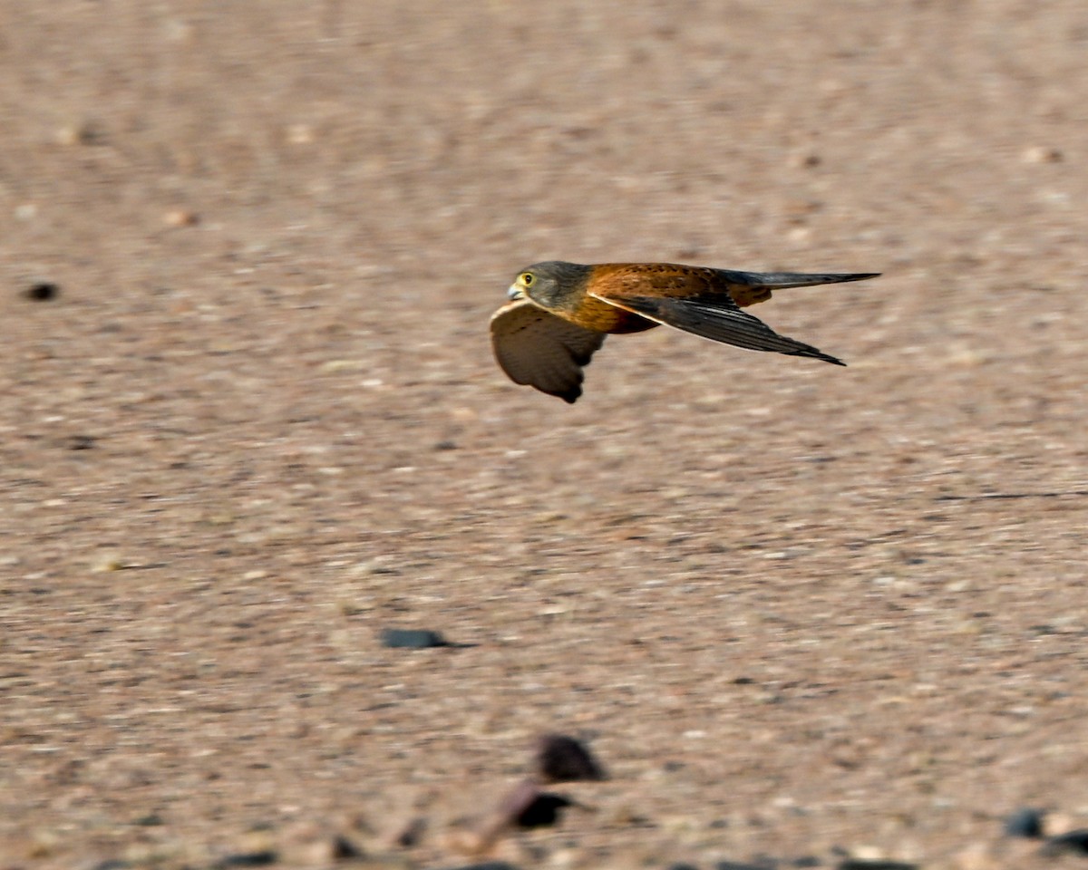 Rock Kestrel - ML552830541