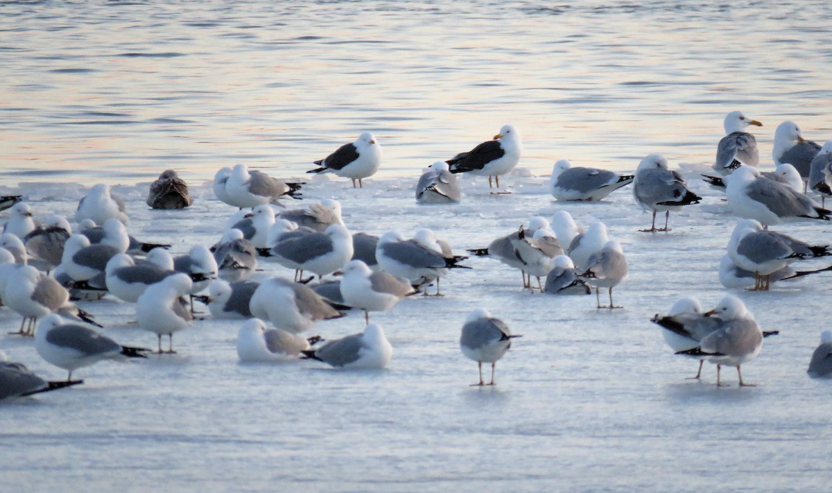 Lesser Black-backed Gull - ML552830681