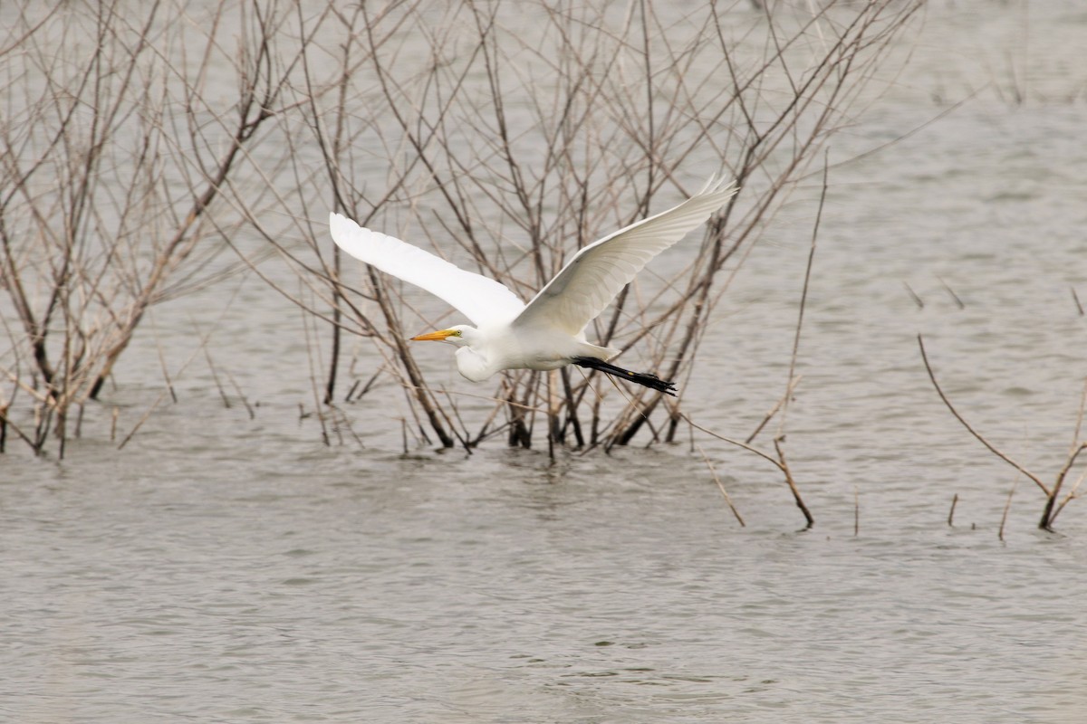 Great Egret - ML55283091