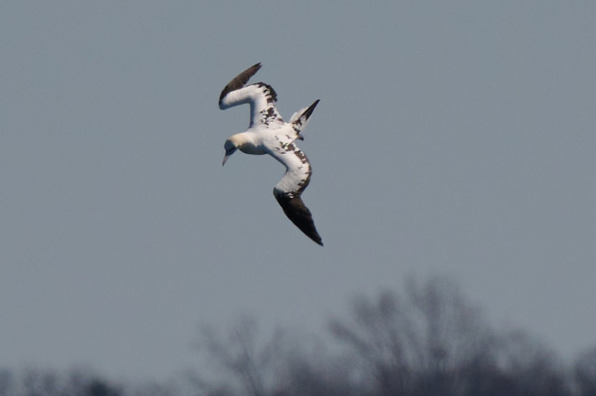 Northern Gannet - ML552830911