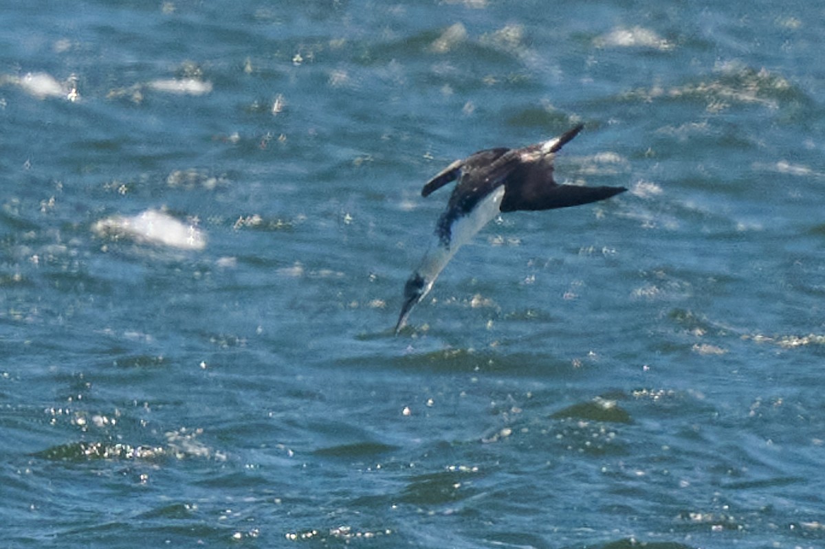 Northern Gannet - ML552830921