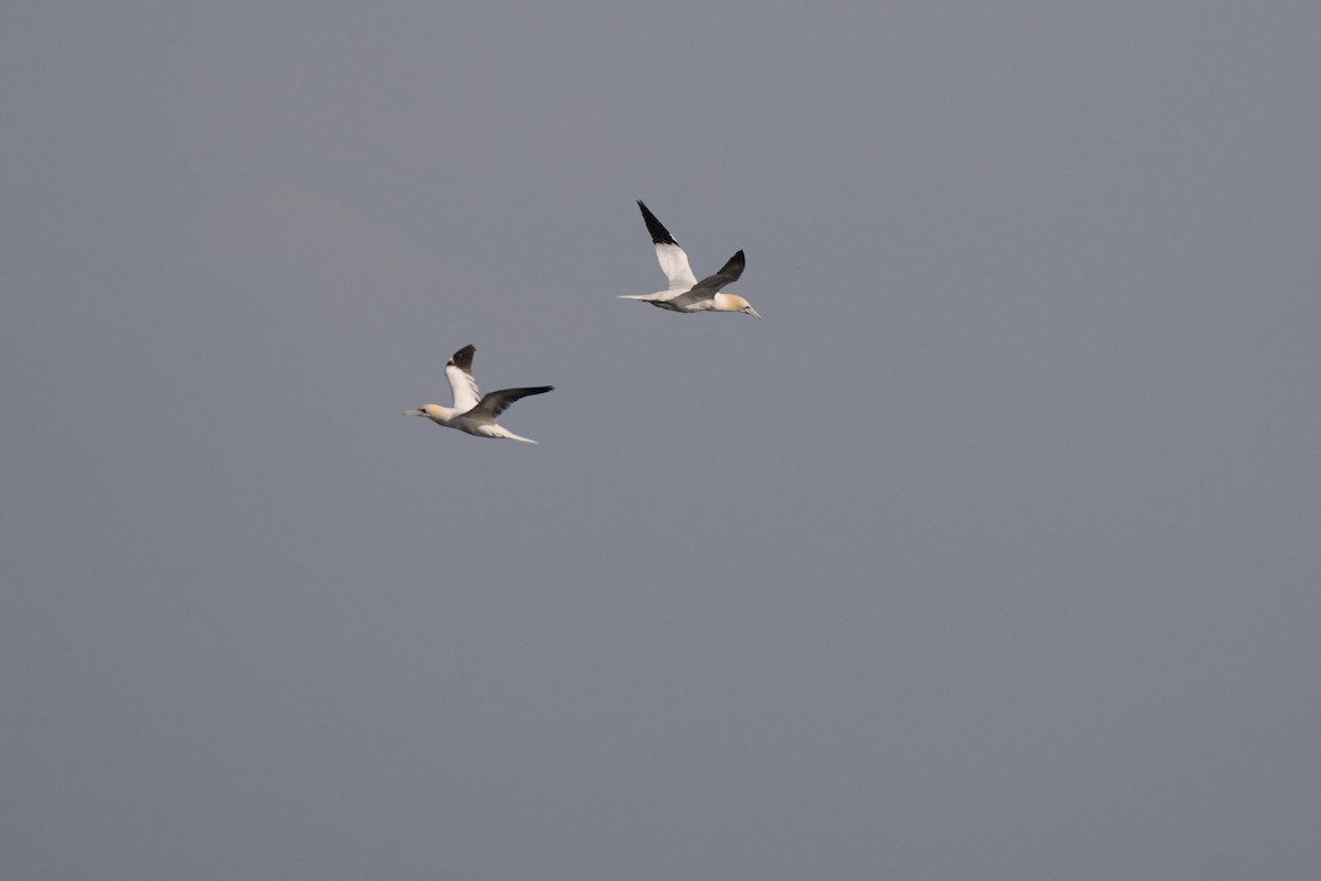 Northern Gannet - ML552830951