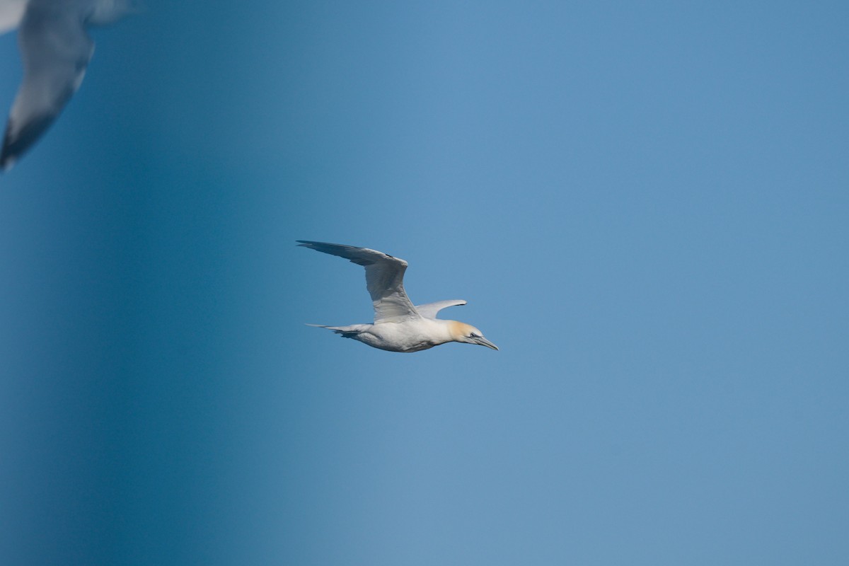 Northern Gannet - ML552830981