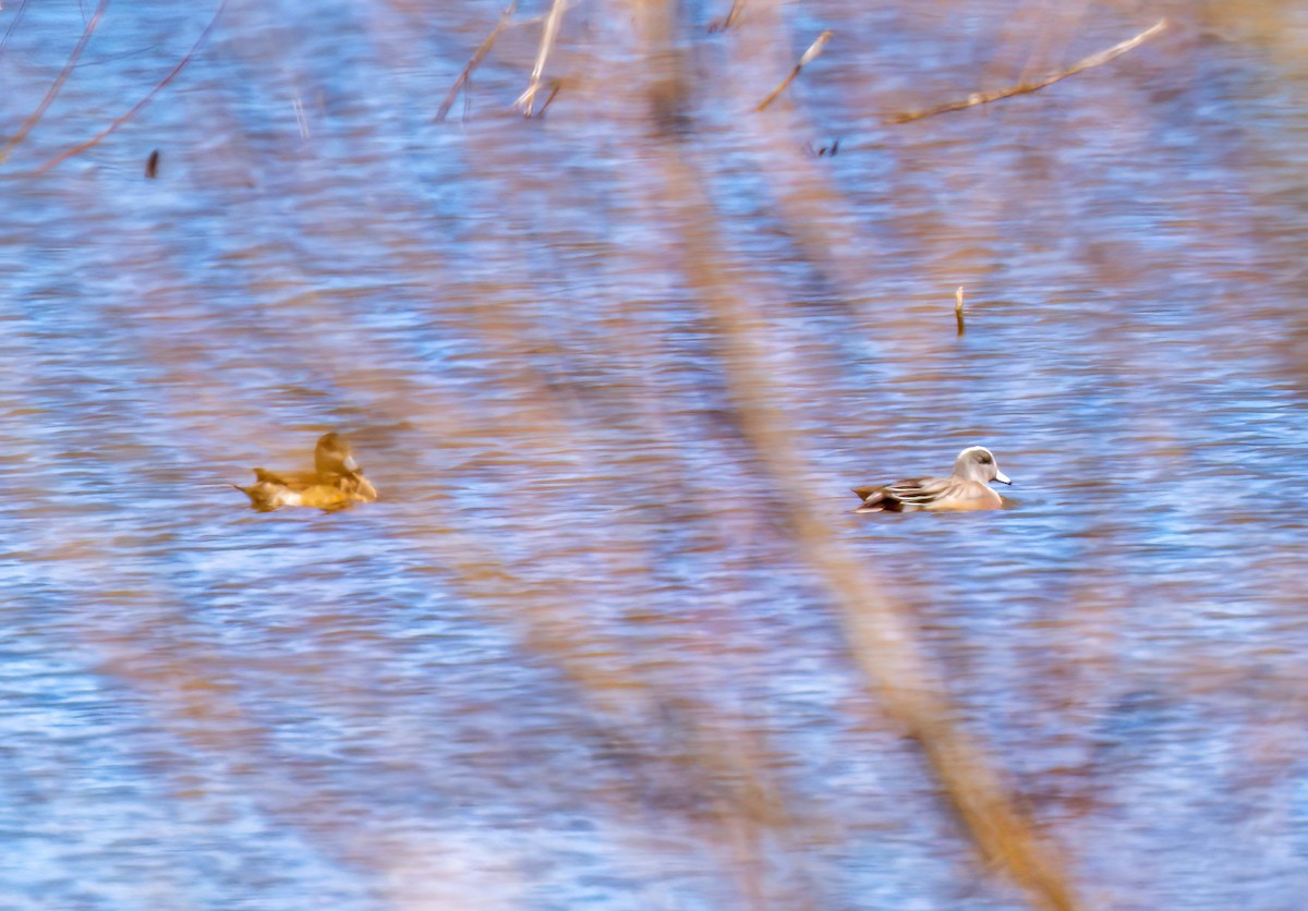 American Wigeon - ML552831021