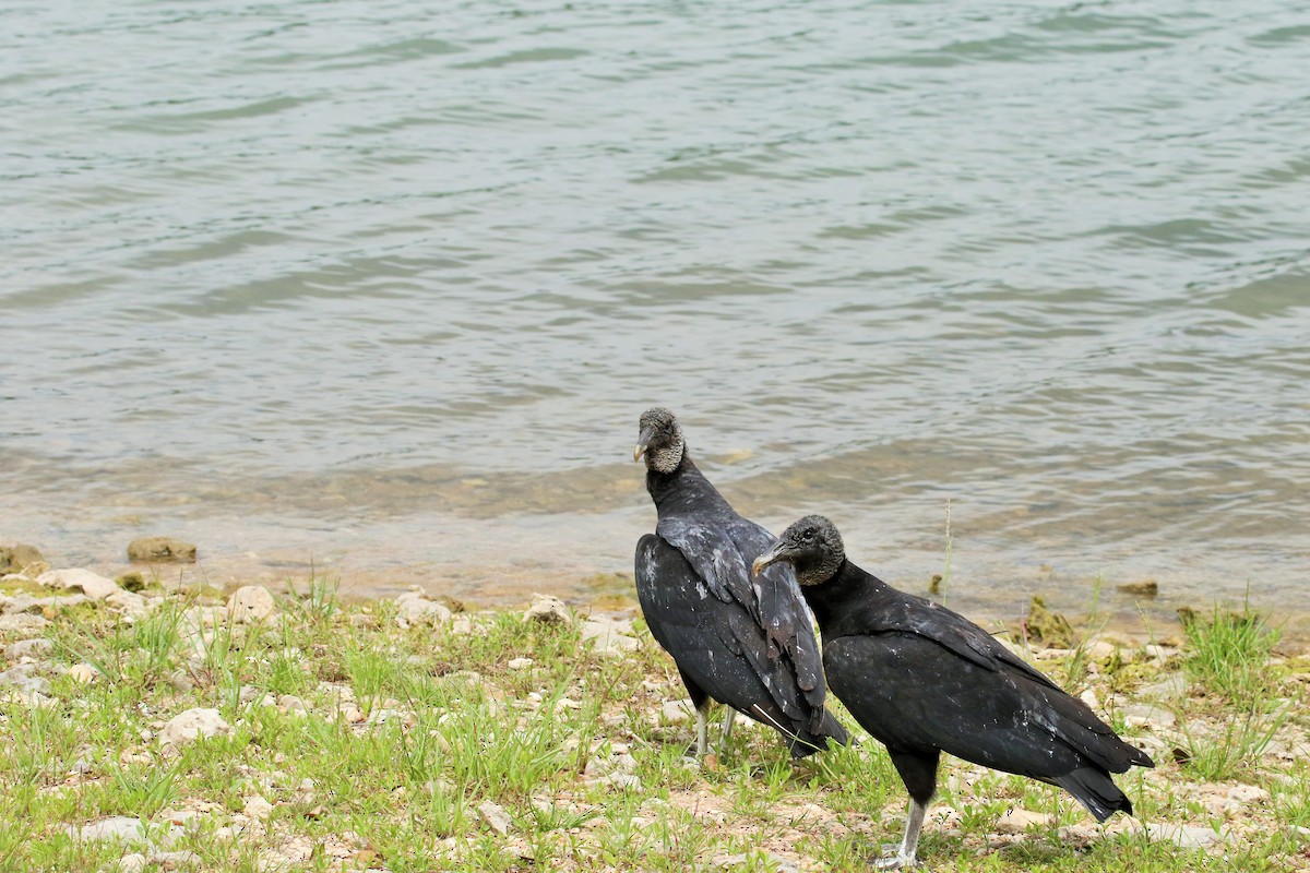 Black Vulture - ML55283111