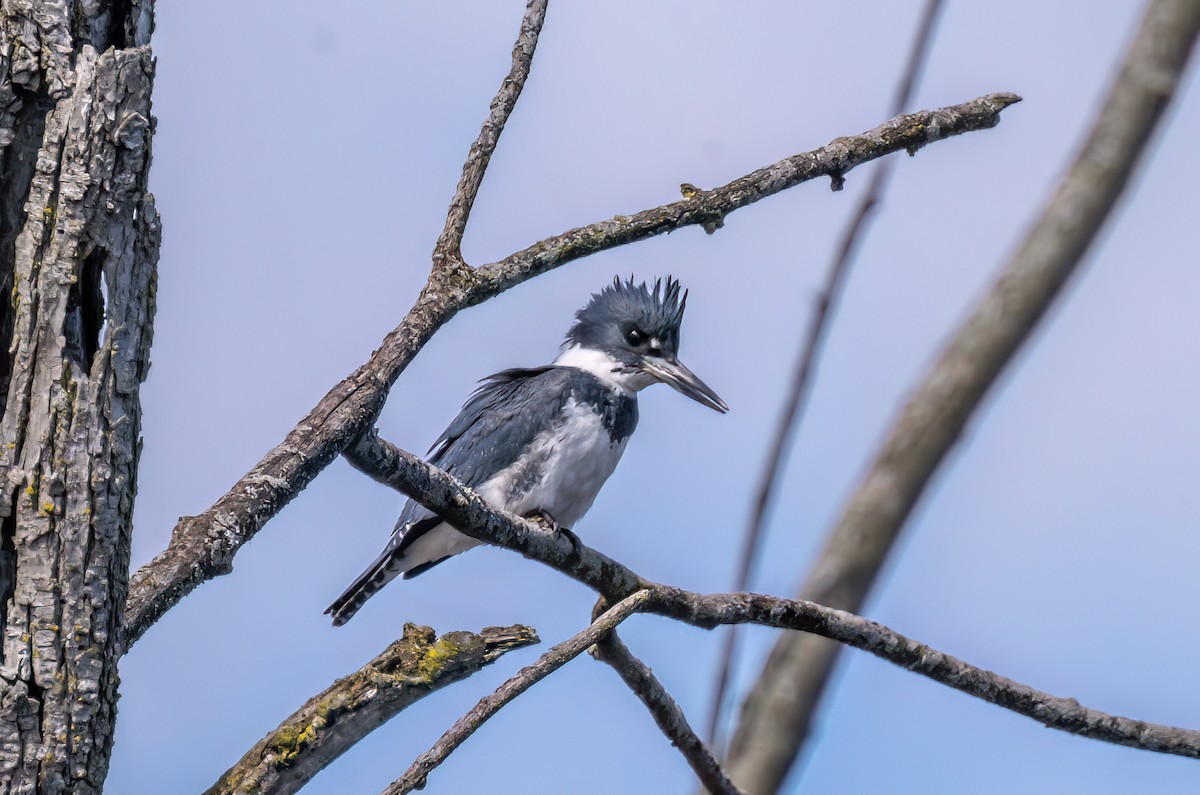 Belted Kingfisher - ML552831121