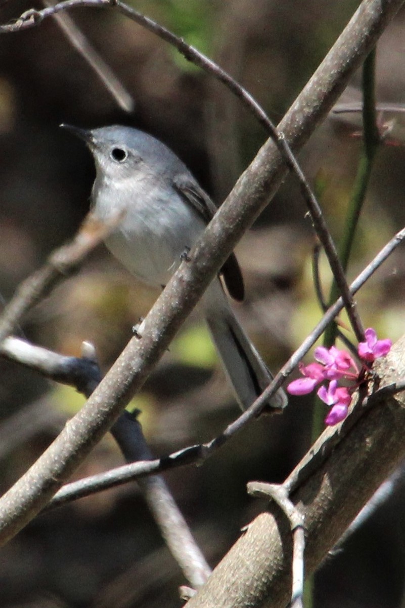 Blue-gray Gnatcatcher - ML552831361