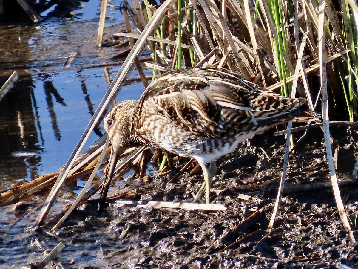 Wilson's Snipe - Concetta Goodrich