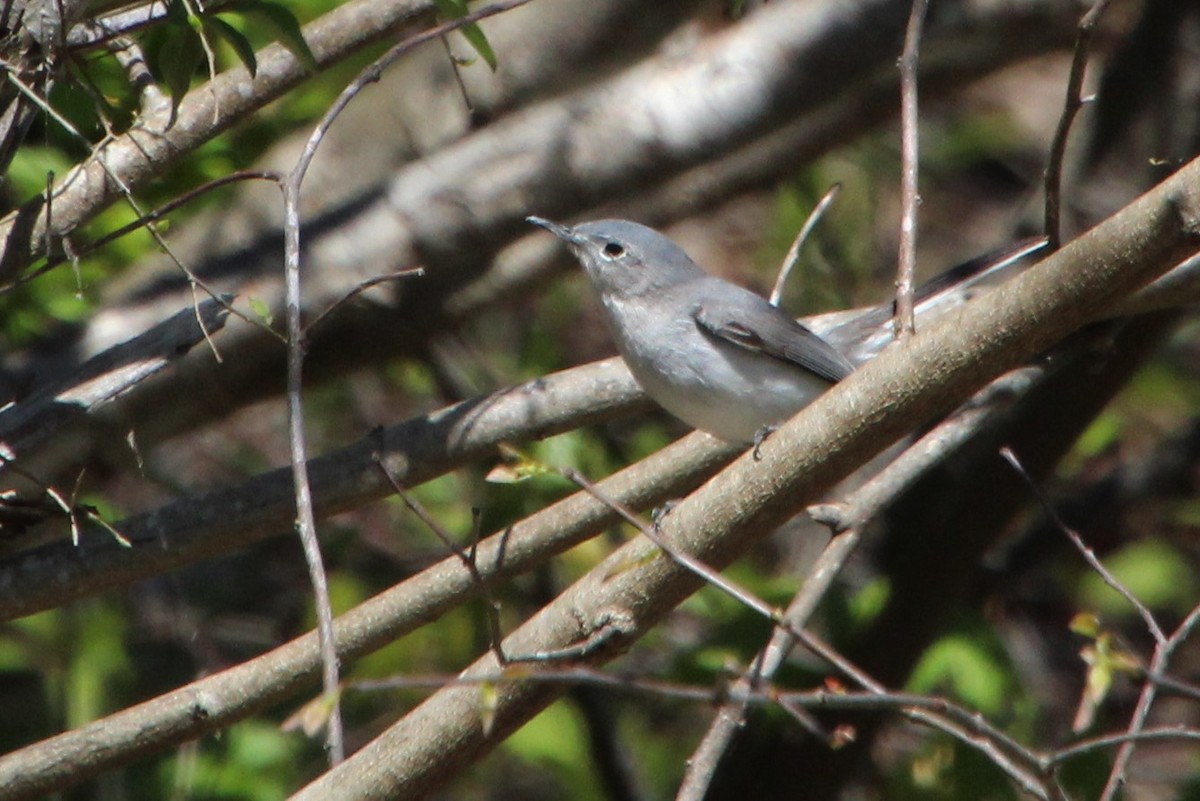 Blue-gray Gnatcatcher - ML552831761