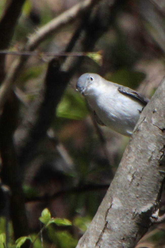 Blue-gray Gnatcatcher - ML552833131