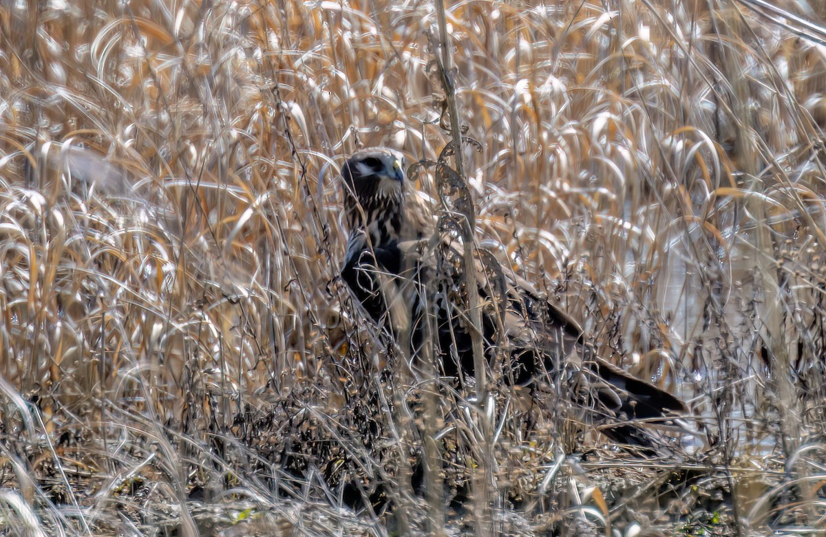 Northern Harrier - ML552833301