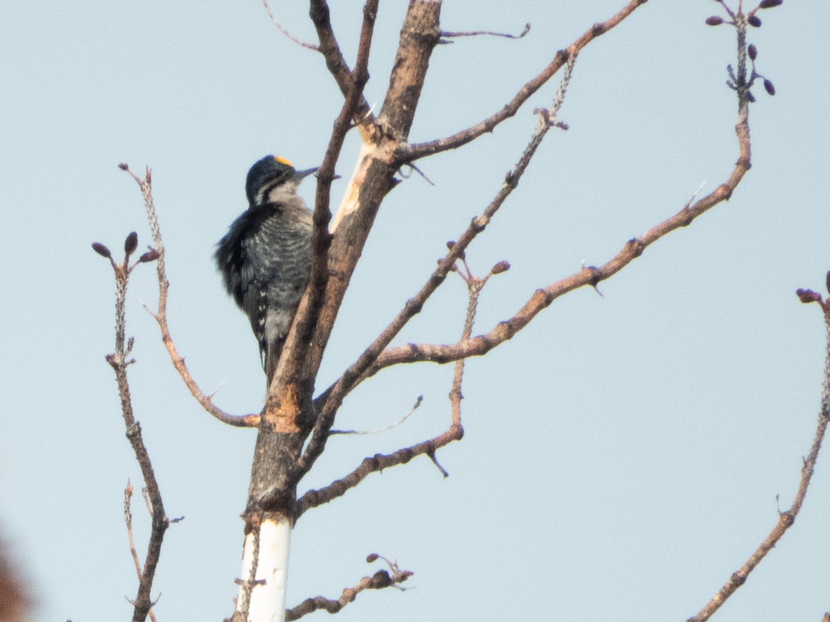 Black-backed Woodpecker - ML552835221
