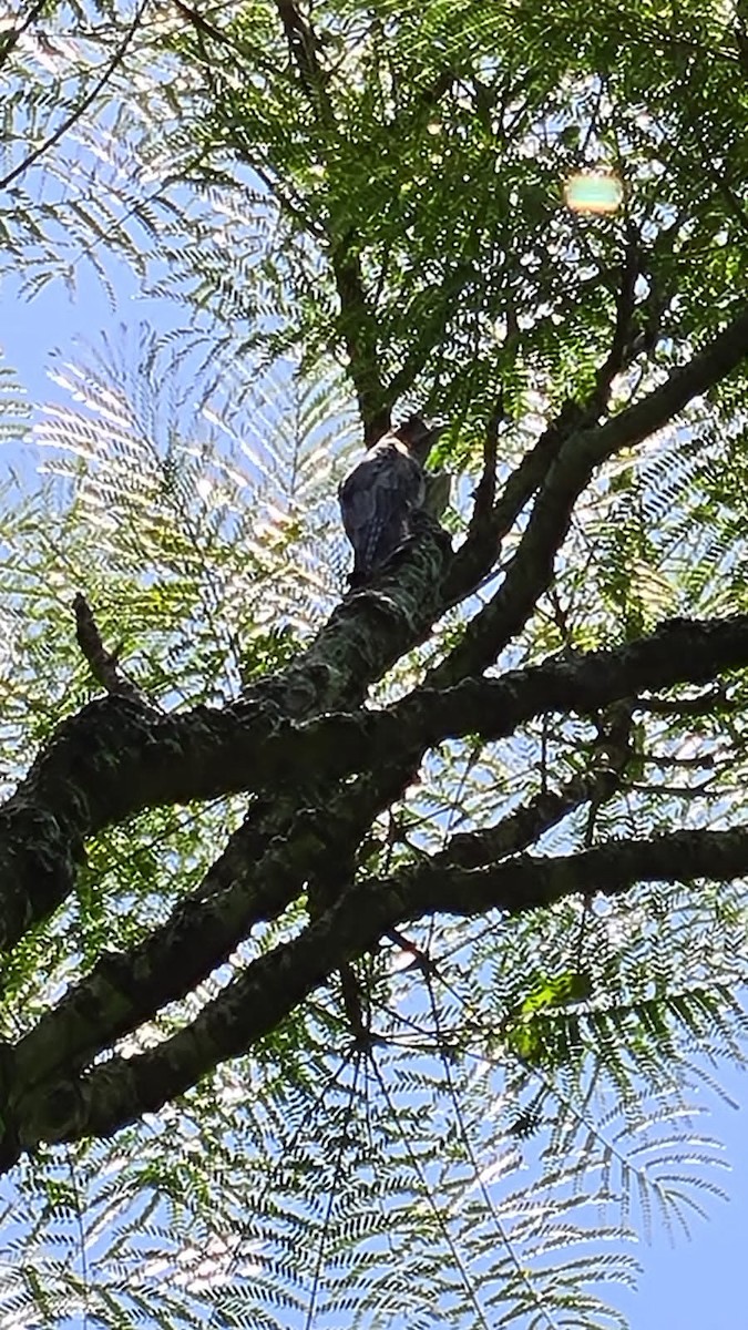 Common Potoo - ML552836771