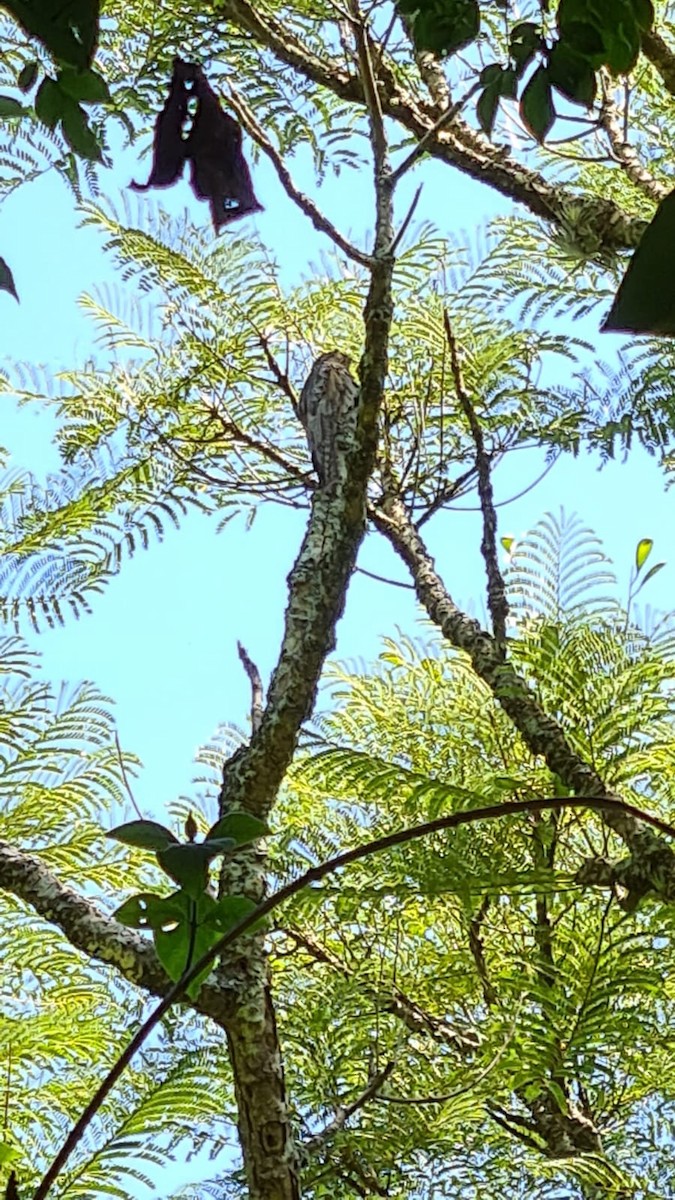 Common Potoo - ML552836781