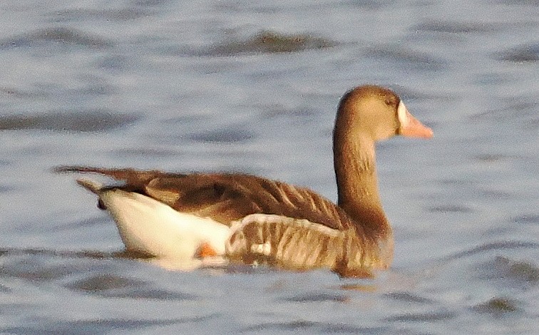 Greater White-fronted Goose - Michael Malone