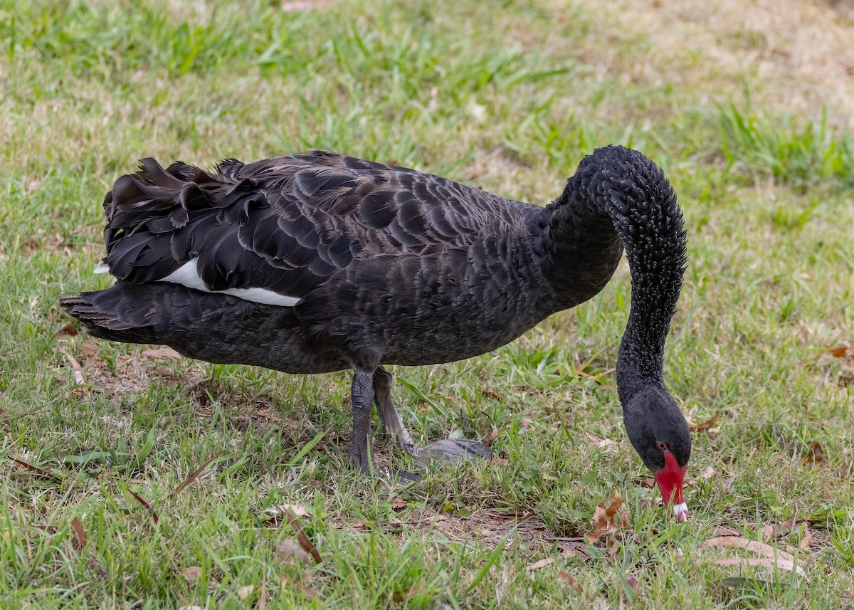 Cisne Negro - ML552838011